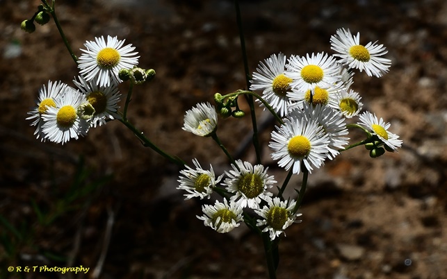{Erigeron allisonii}